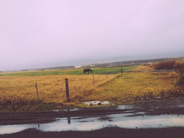 icelandic pony on golden circle road trip